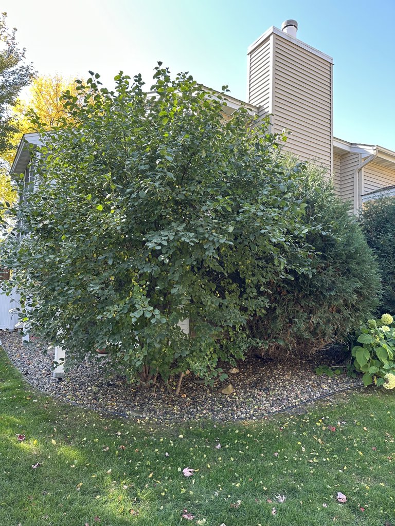 Trim Treese, plant new shrubs