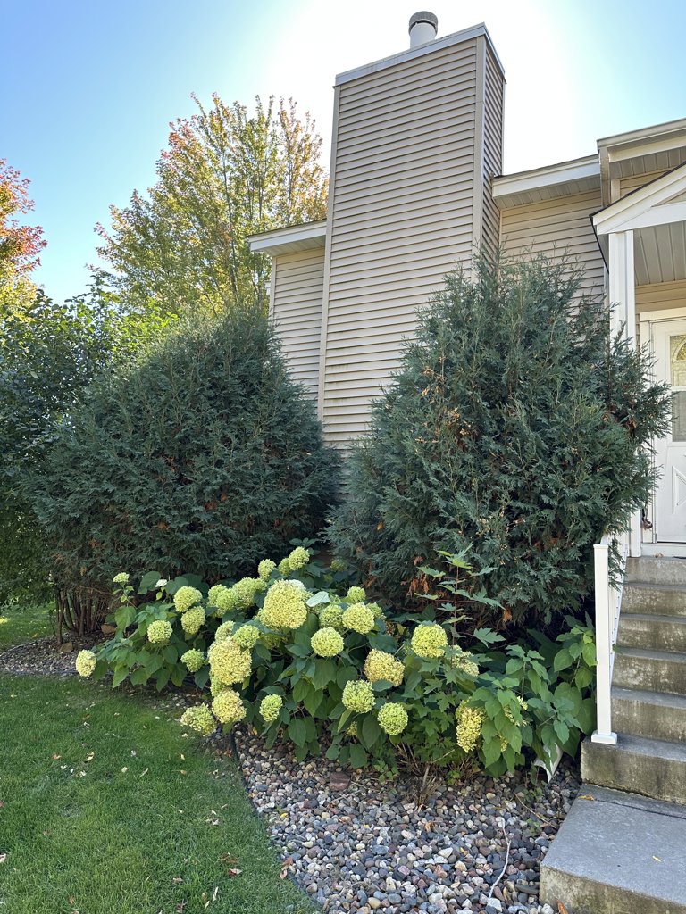 Trim Treese, plant new shrubs
